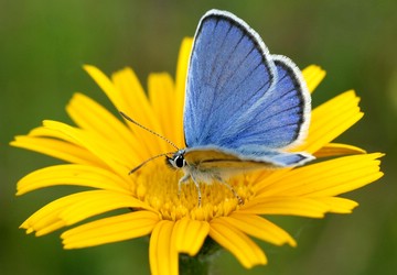 Idas-Blaeuling.jpg desc